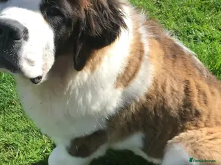 Saint Bernard dogs Rough Coated Pure St. Bernards - Advert 1