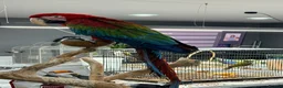 Macaws birds for sale: Stunning Green-Winged Macaw - Advert 6