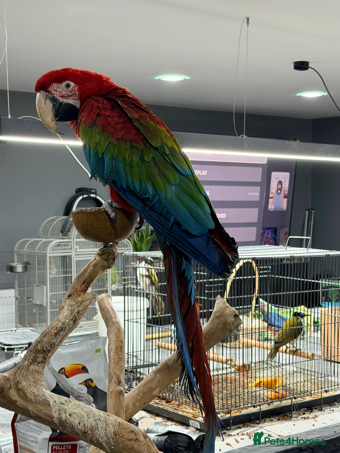 Macaws birds for sale: Stunning Green-Winged Macaw - Advert 6