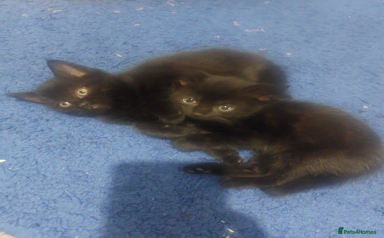 Mixed Breed cats - Advert 3
