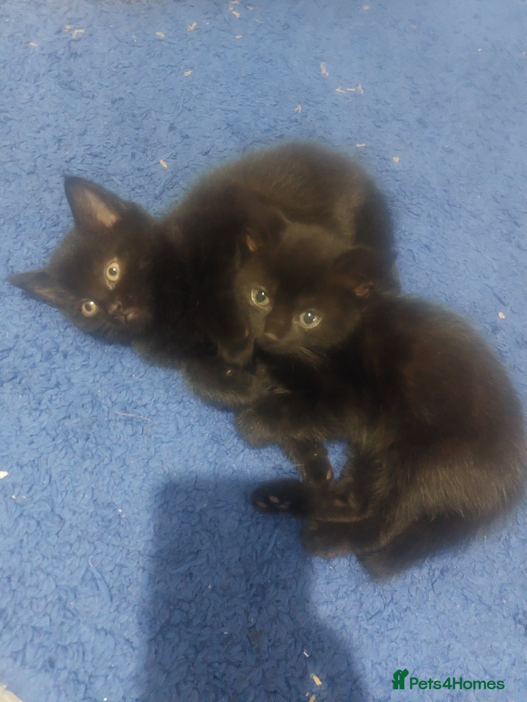 Mixed Breed cats for sale: Mixed  - Image 1