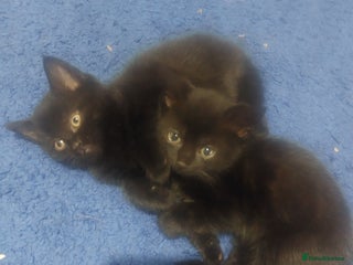 Mixed Breed cats - Advert 28