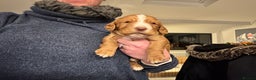 Cocker Spaniel dogs for sale: Beautiful cocker spaniels (working) - Advert 4