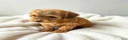 Cockapoo dogs for sale: F1 Showtype Cockapoo - Advert 12