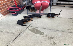 Dachshund dogs for sale: Miniature Sausage Dog Pups READY TO GO Dachshund  - Image 13