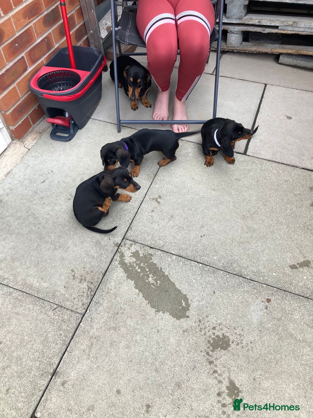 Dachshund dogs for sale: Miniature Sausage Dog Pups READY TO GO Dachshund  - Image 13