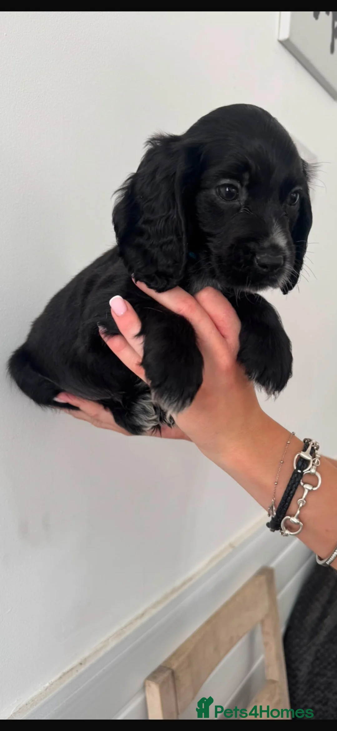 Cocker Spaniel dogs for sale: Beautiful Cocker Spaniels  - Advert 6