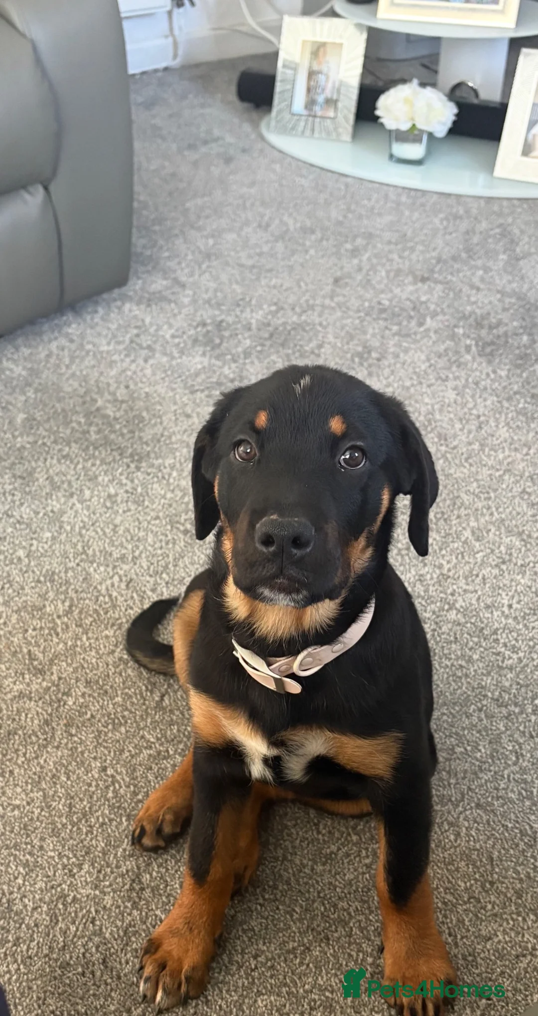 Rottweiler dogs for sale: Rottweiler Puppy  - Advert 3