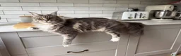 Maine Coon cats for sale: 2 year old Maine coon - Advert 2