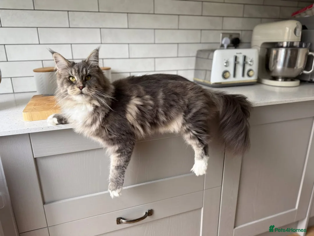 Maine Coon cats for sale: 2 year old Maine coon - Advert 2