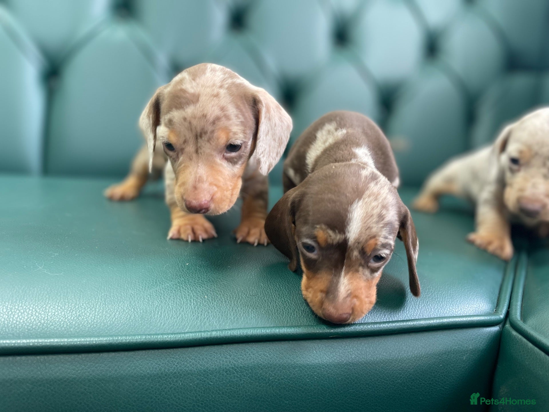 Miniature Dachshund dogs 5⭐️ Licensed. PRA clear dapple mini Daxis  - Advert 1