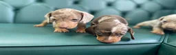 Miniature Dachshund dogs for sale: 5⭐️ Licensed. PRA clear dapple mini Daxis  - Advert 1
