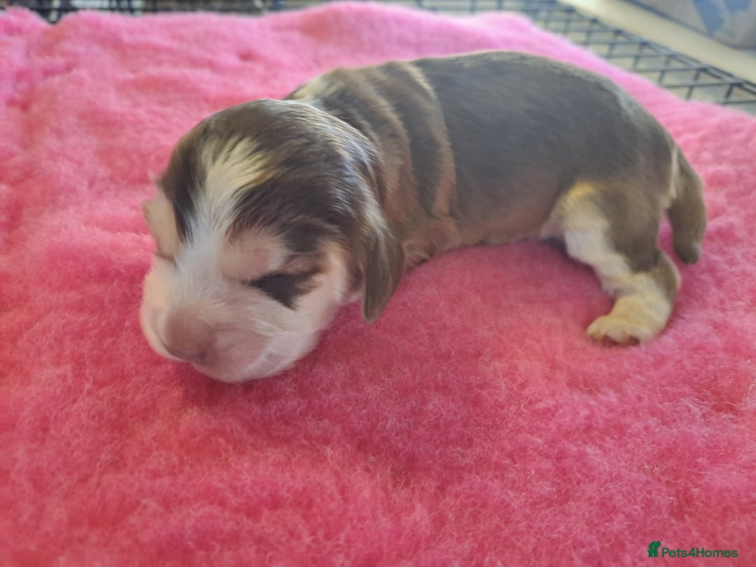 Cocker Spaniel dogs for sale: Quality Show Cocker Spaniel Puppies  - Advert 9