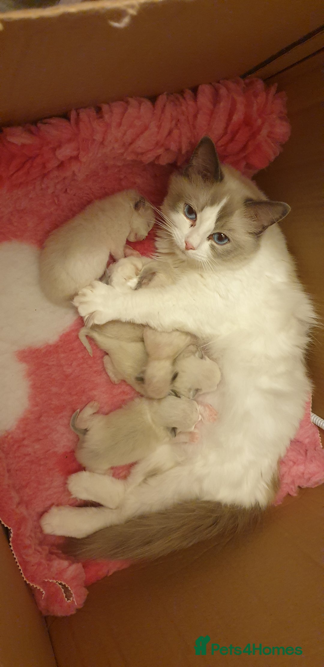 Ragdoll cats for sale: Gorgeous Ragdoll Kittens - Advert 2