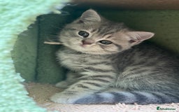 British Shorthair cats for sale: British blue / Scottish striaght kittens  - Image 21