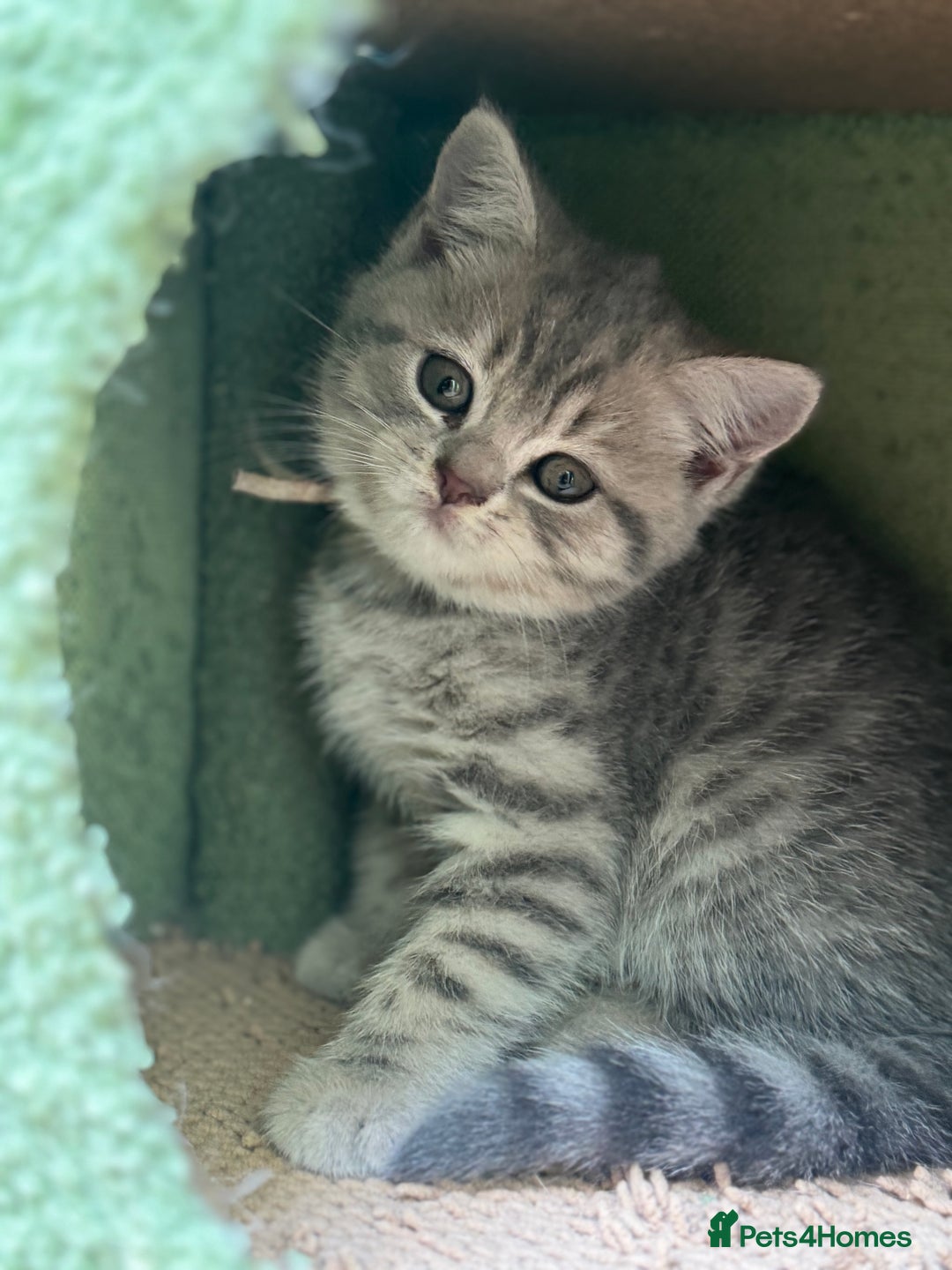 British Shorthair cats for sale: British blue / Scottish striaght kittens  - Image 21