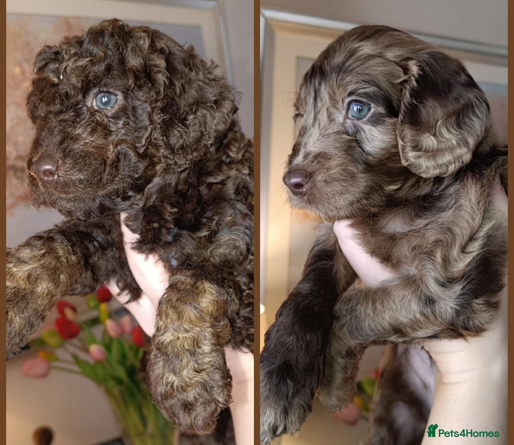 Cockapoo dogs for sale: Gorgeous merle and chocolate Cockapoos. - Advert 18