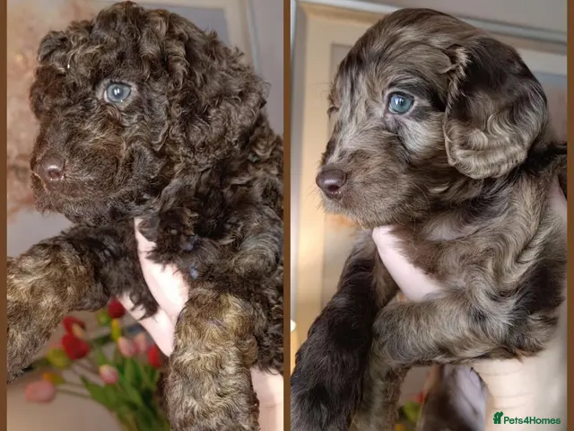 Cockapoo dogs for sale: Gorgeous merle and chocolate Cockapoos. - Advert 18