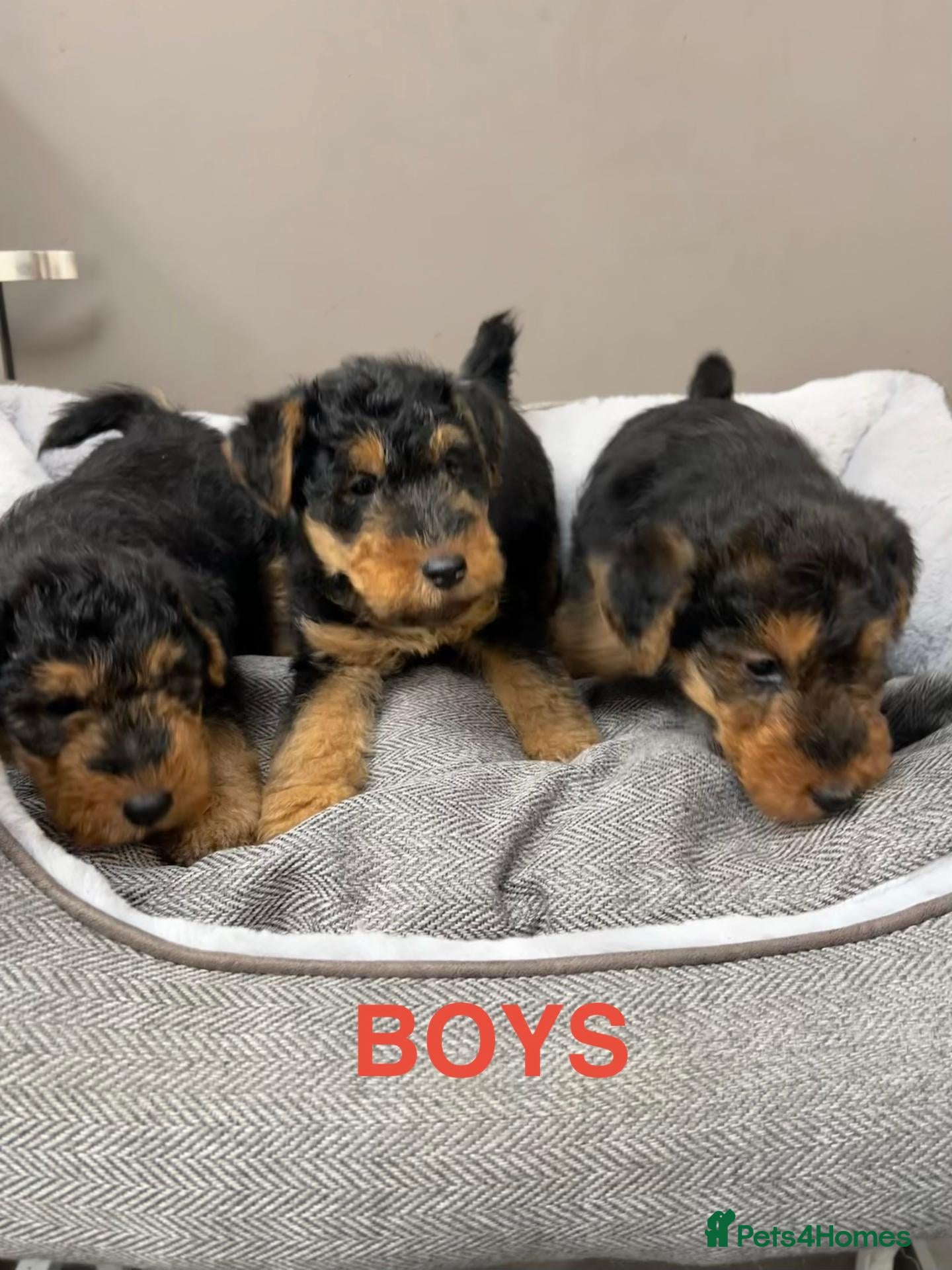 Welsh Terrier dogs Top Quality KC Reg PLL Clear Welsh Terrier Puppies - Advert 3