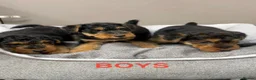 Welsh Terrier dogs for sale: Top Quality KC Reg PLL Clear Welsh Terrier Puppies - Advert 1