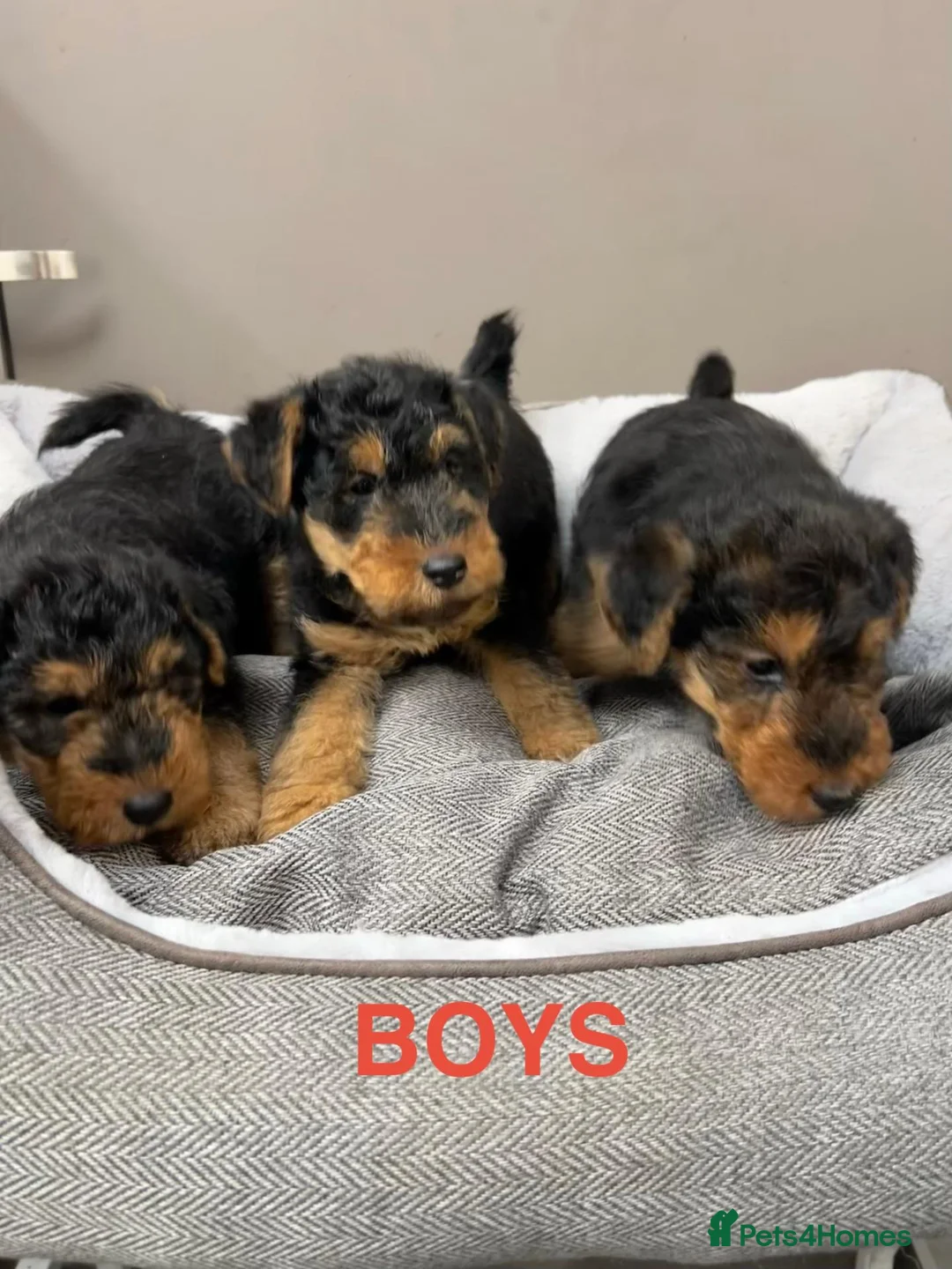 Welsh Terrier dogs for sale: Top Quality KC Reg PLL Clear Welsh Terrier Puppies - Advert 1