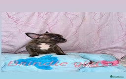 French Bulldog dogs for sale: Stunning French bulldogs 😍 - Image 6