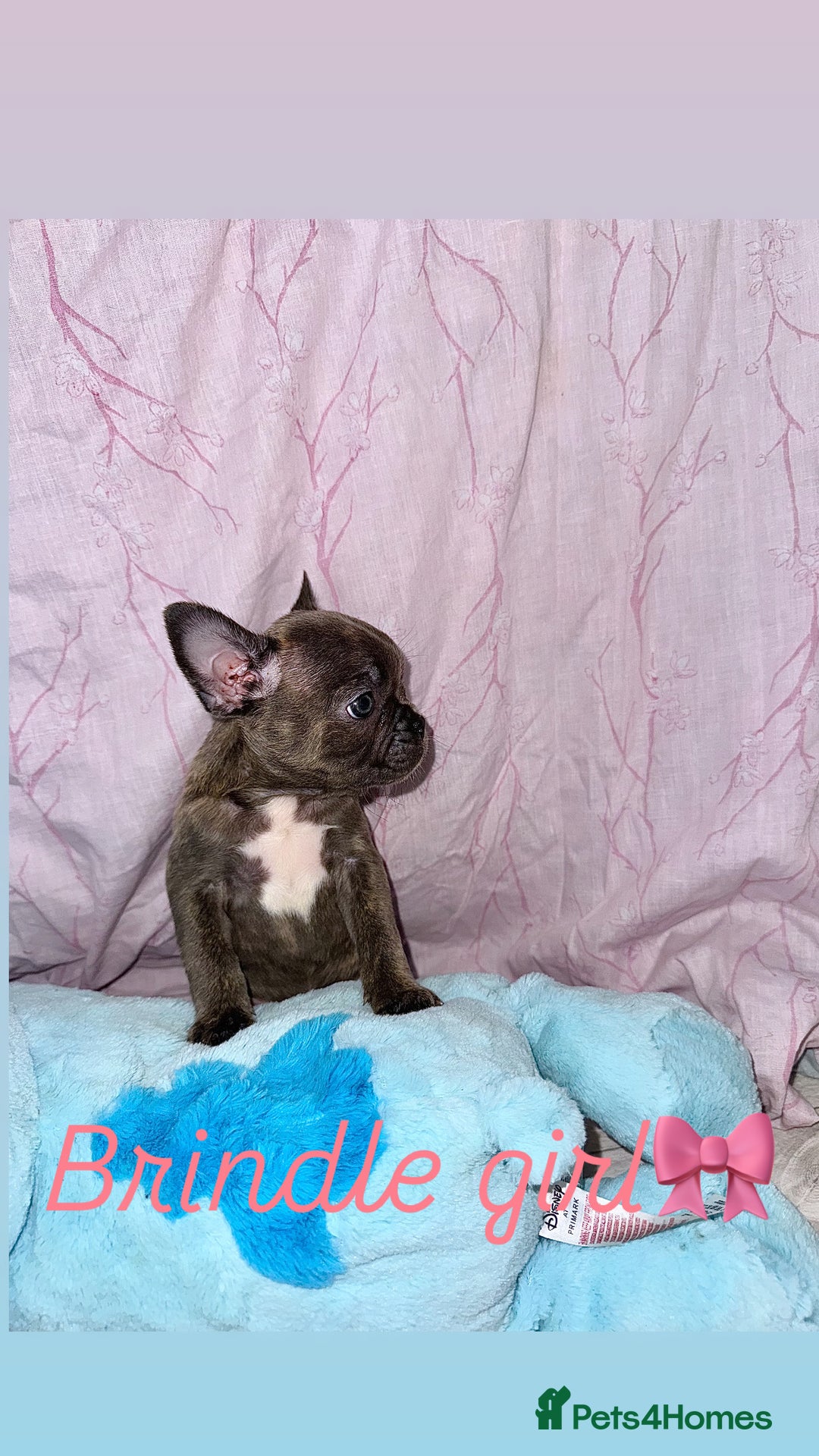 French Bulldog dogs for sale: Stunning French bulldogs 😍 - Image 6