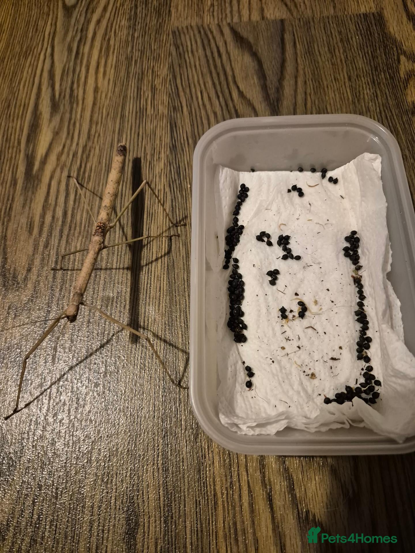 Stick Insects invertebrates Budwing stick insect eggs only - Advert 1