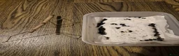 Stick Insects invertebrates for sale: Budwing stick insect eggs only in Worthing - Advert 1