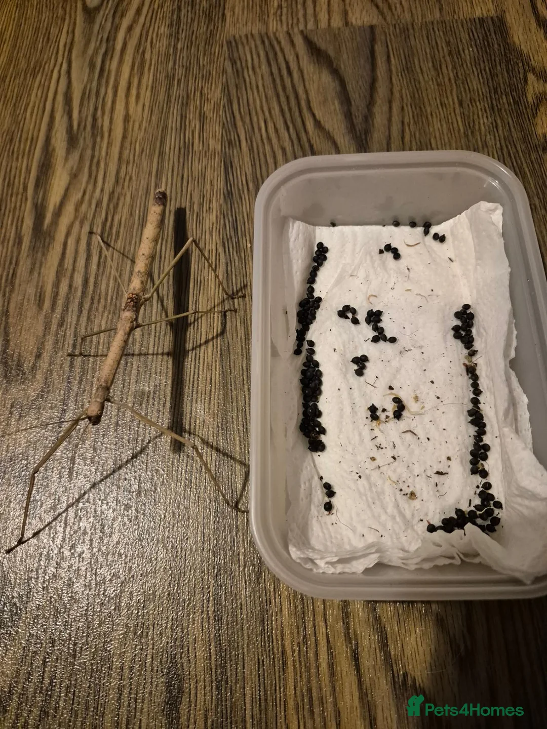 Stick Insects invertebrates for sale: Budwing stick insect eggs only in Worthing - Advert 1