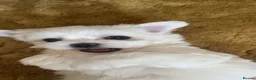 Maltese dogs for sale: Last KC Maltese female champion bloodline  - Advert 12