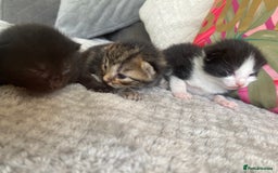 Ragdoll cats for sale: Kittens 💗 - Image 6