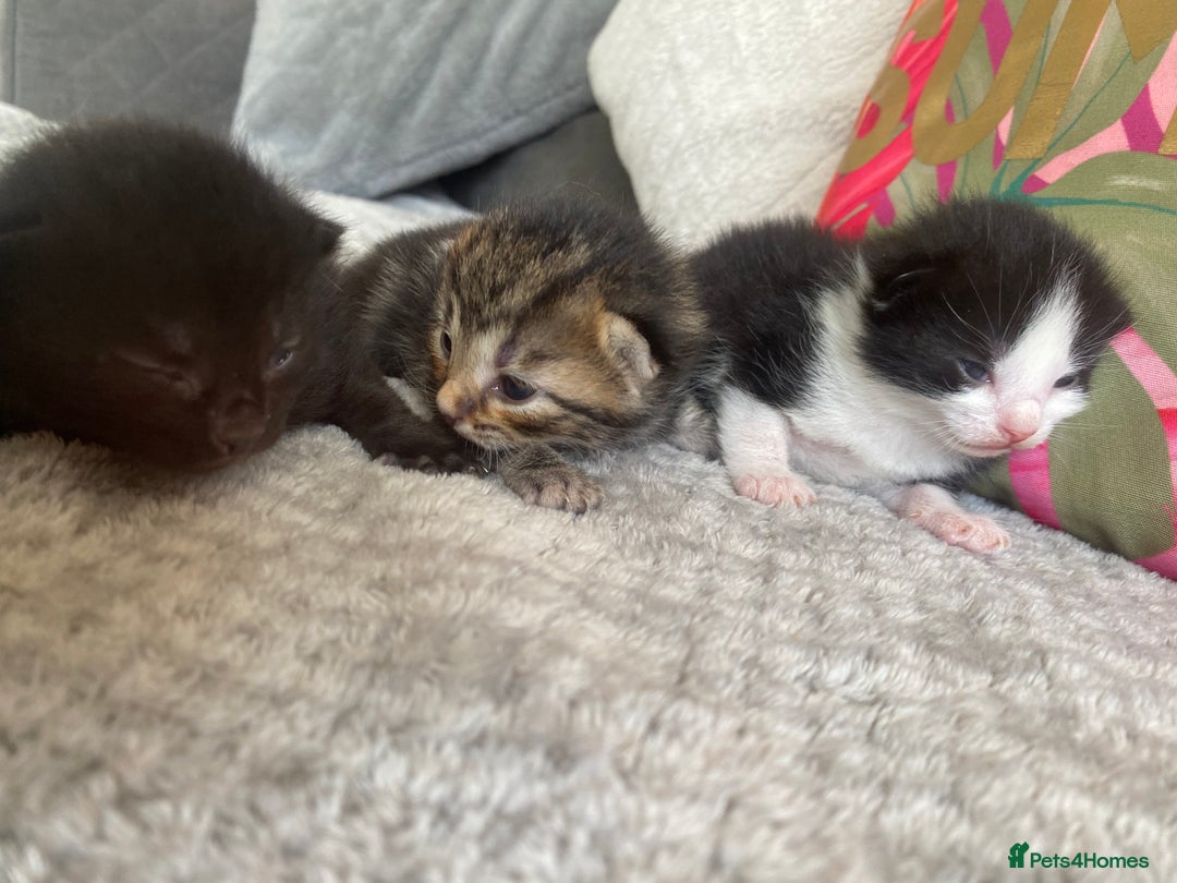 Ragdoll cats for sale: Kittens 💗 - Image 6