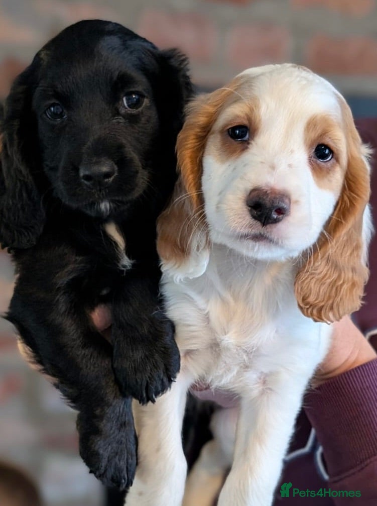 Cocker Spaniel dogs  Lemon Roan Working Cocker Spaniels Puppies - Advert 2