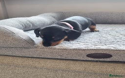 Miniature Dachshund dogs for sale: Minature dashshunds 2 boys 2 girls left - Image 18