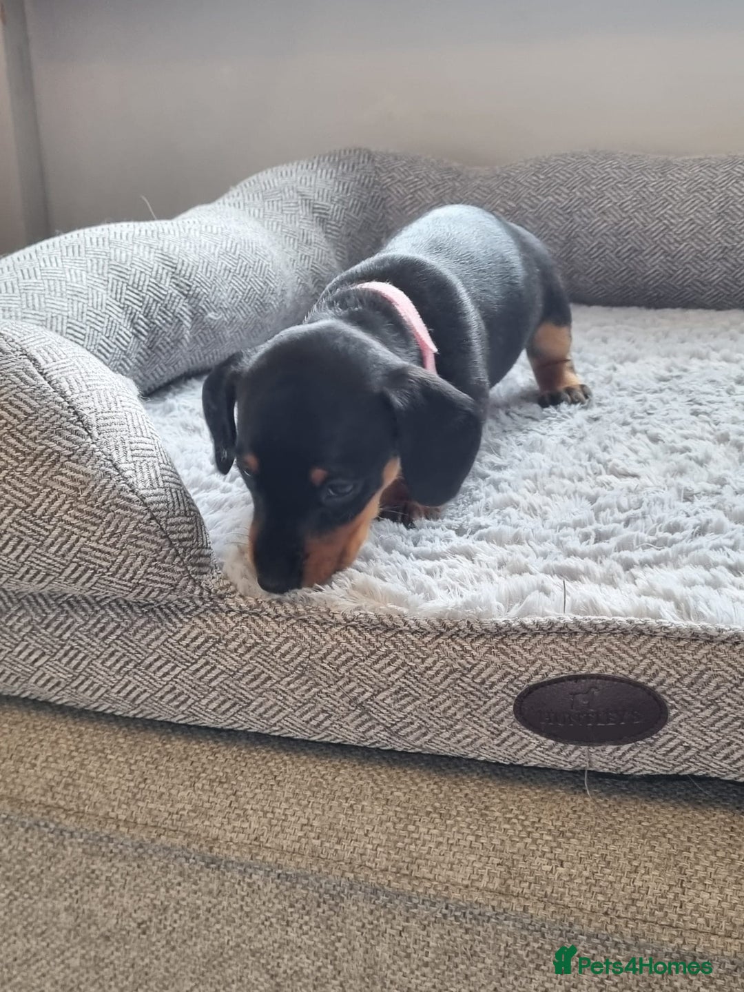 Miniature Dachshund dogs for sale: Minature dashshunds 2 boys 2 girls left - Image 18