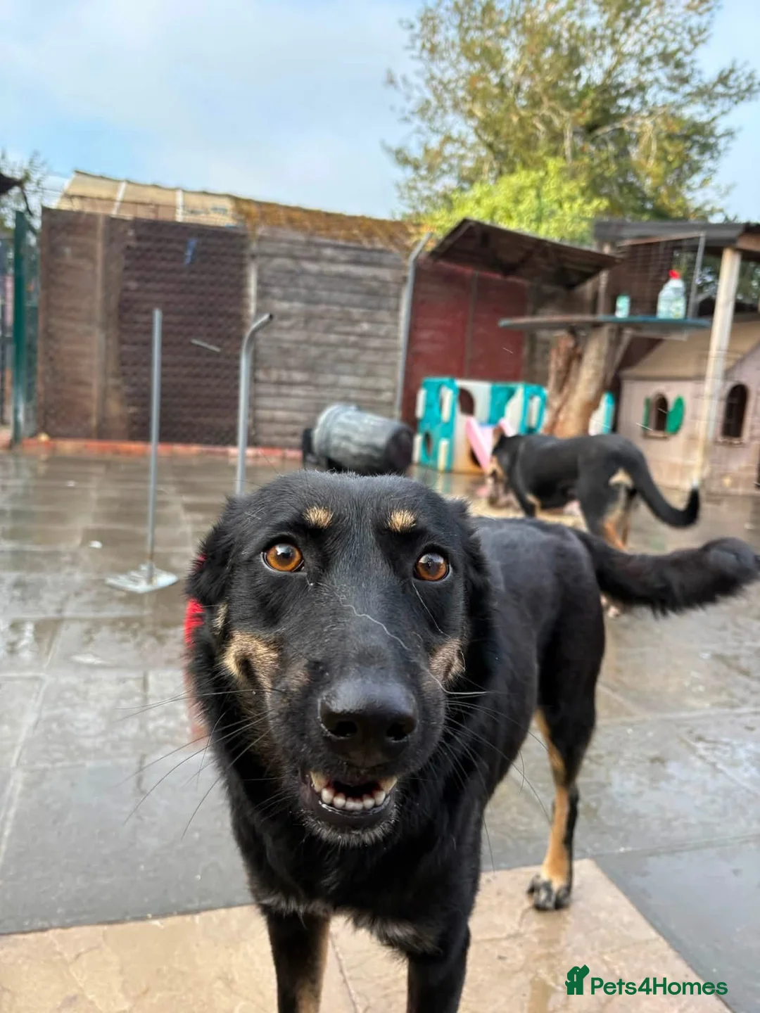 Mixed Breed dogs for adoption: Grace - Norwich Norfolk  - Advert 2