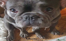 Mixed Breed dogs for sale: Cocker bull puppies for sale  - Image 11