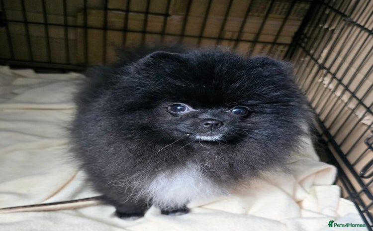 Pomeranian dogs - Advert 1