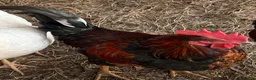 Chickens poultry for sale: Cockerel for sale - Advert 2