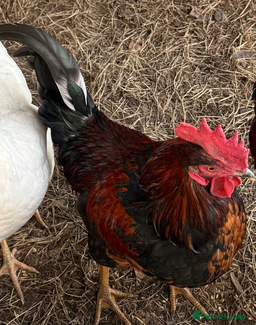 Chickens poultry for sale: Cockerel for sale - Advert 2