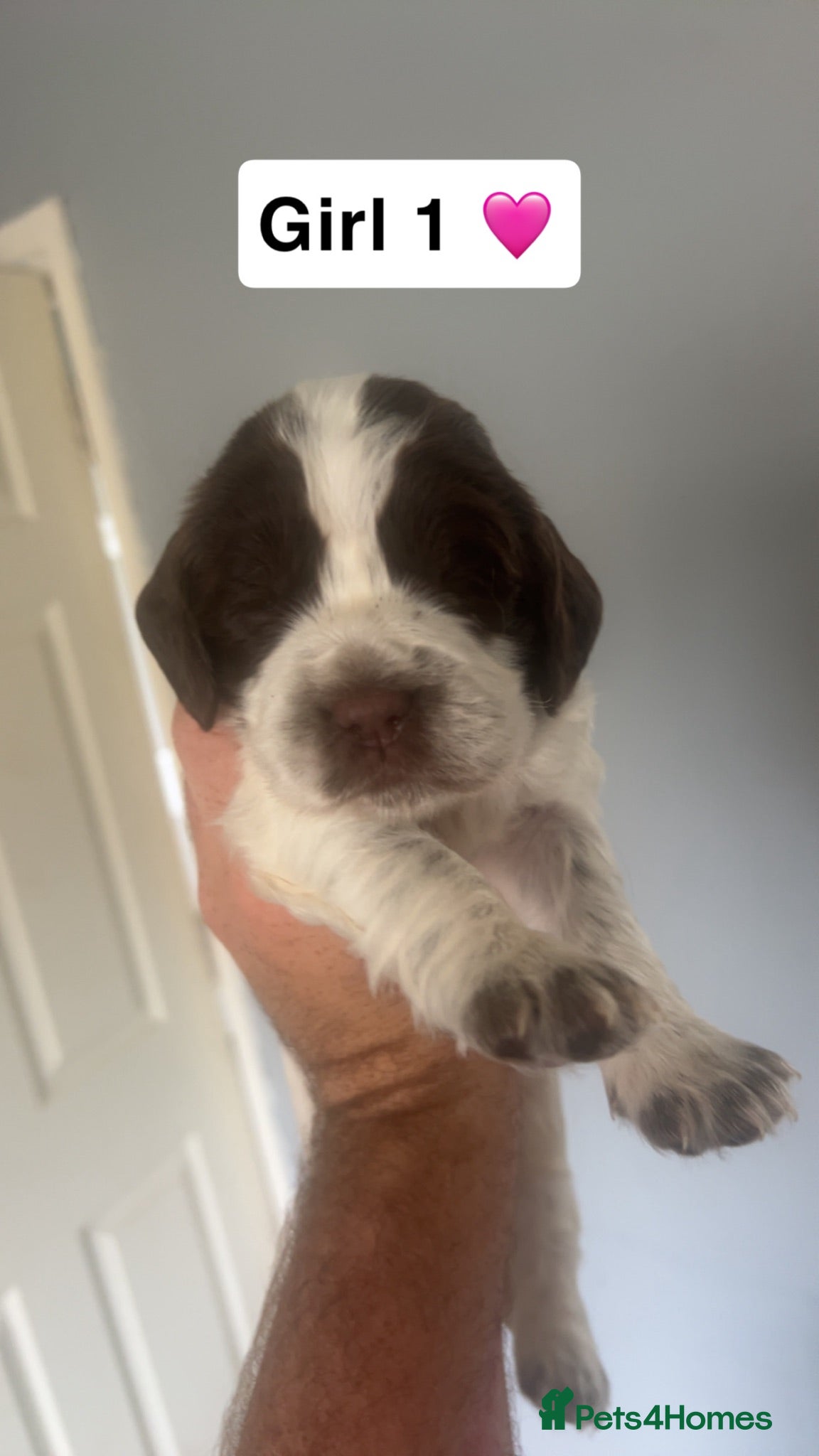 Sprocker dogs Sprocker puppies - Advert 4