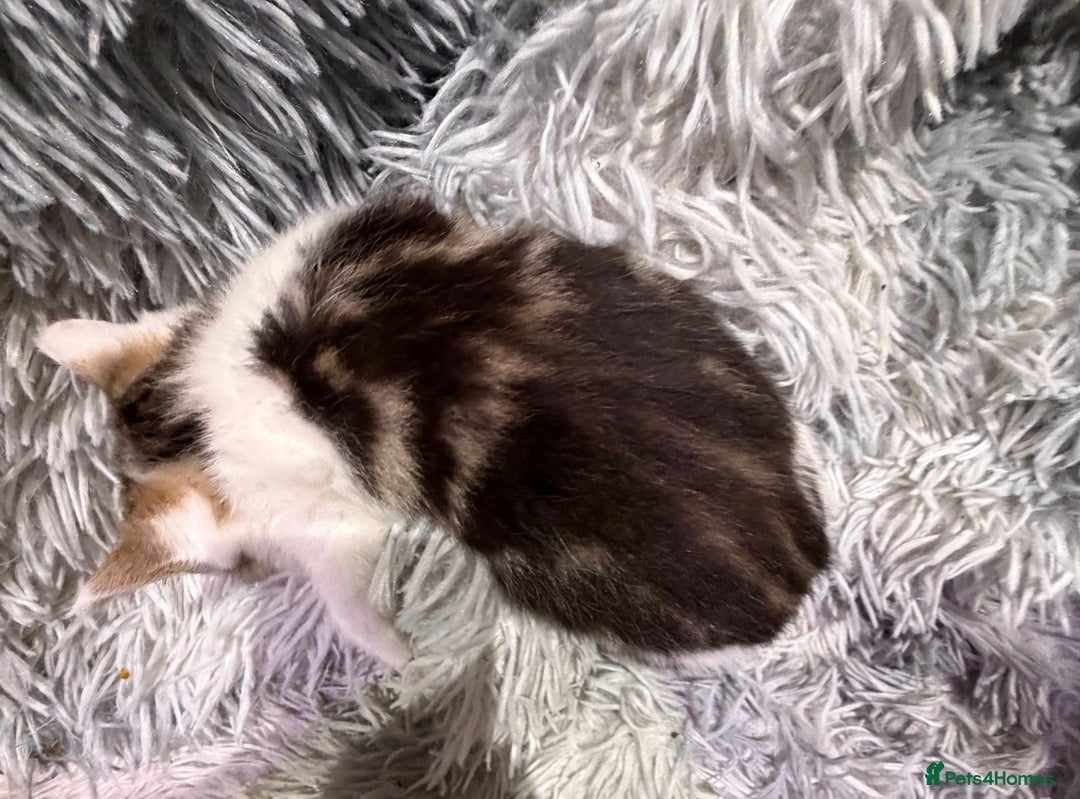 Persian cats for sale: Chinchilla persian cross kittens - Advert 22