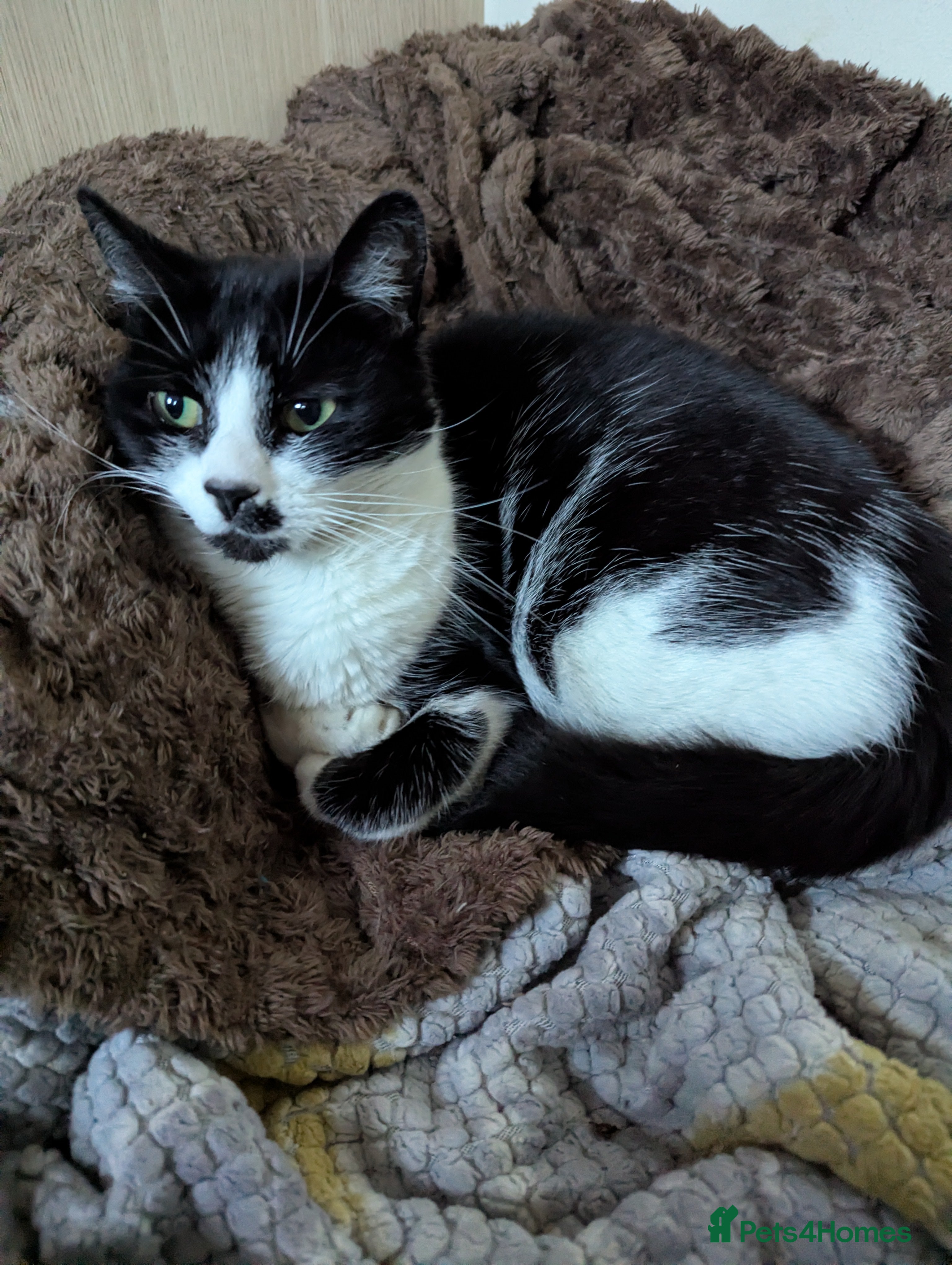 Mixed Breed cats Cat.  - Advert 1