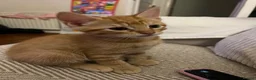 Mixed Breed cats for sale: Beautiful kittens need loving homes 🩷 in London - Advert 11