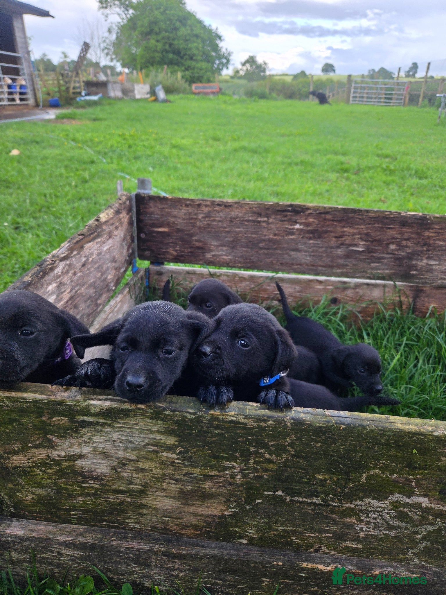 Labrador Retriever dogs for sale: Lovely working labrador puppies  in Bedale - Advert 6