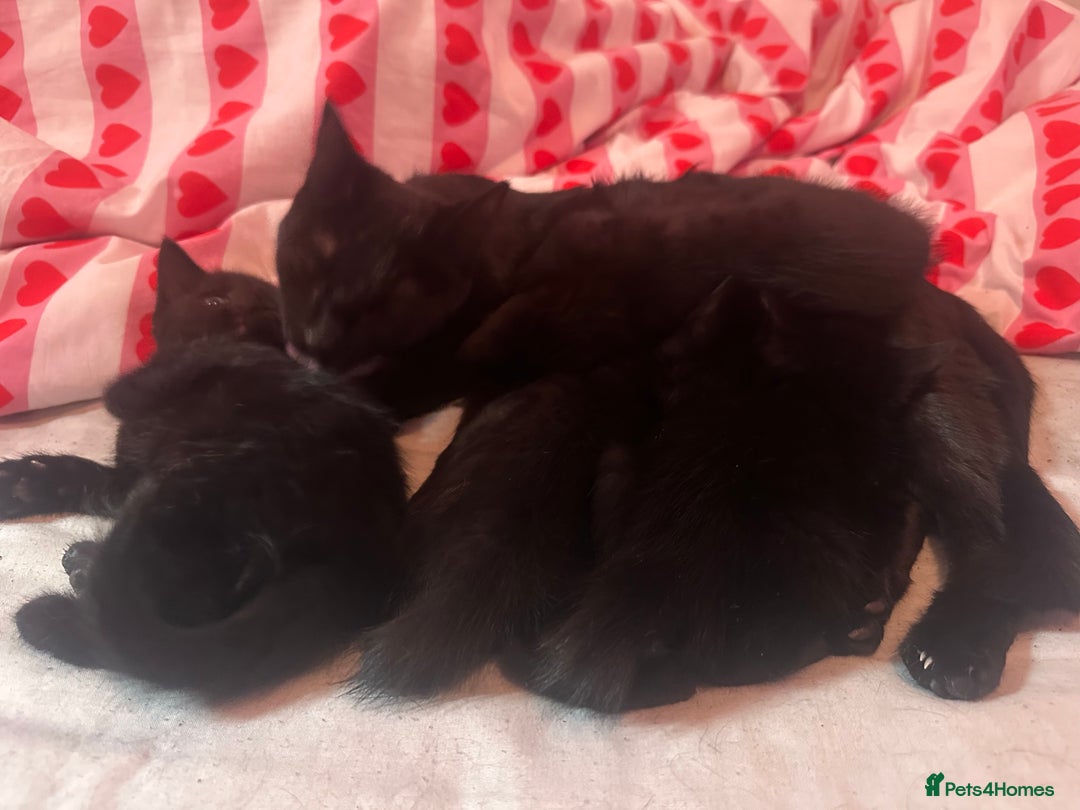 Domestic Shorthair cats for sale: Beautiful black kittens  - Image 5
