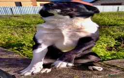 Border Collie dogs for adoption: Marta’s Story: Rescued Minutes Before Death - Image 2