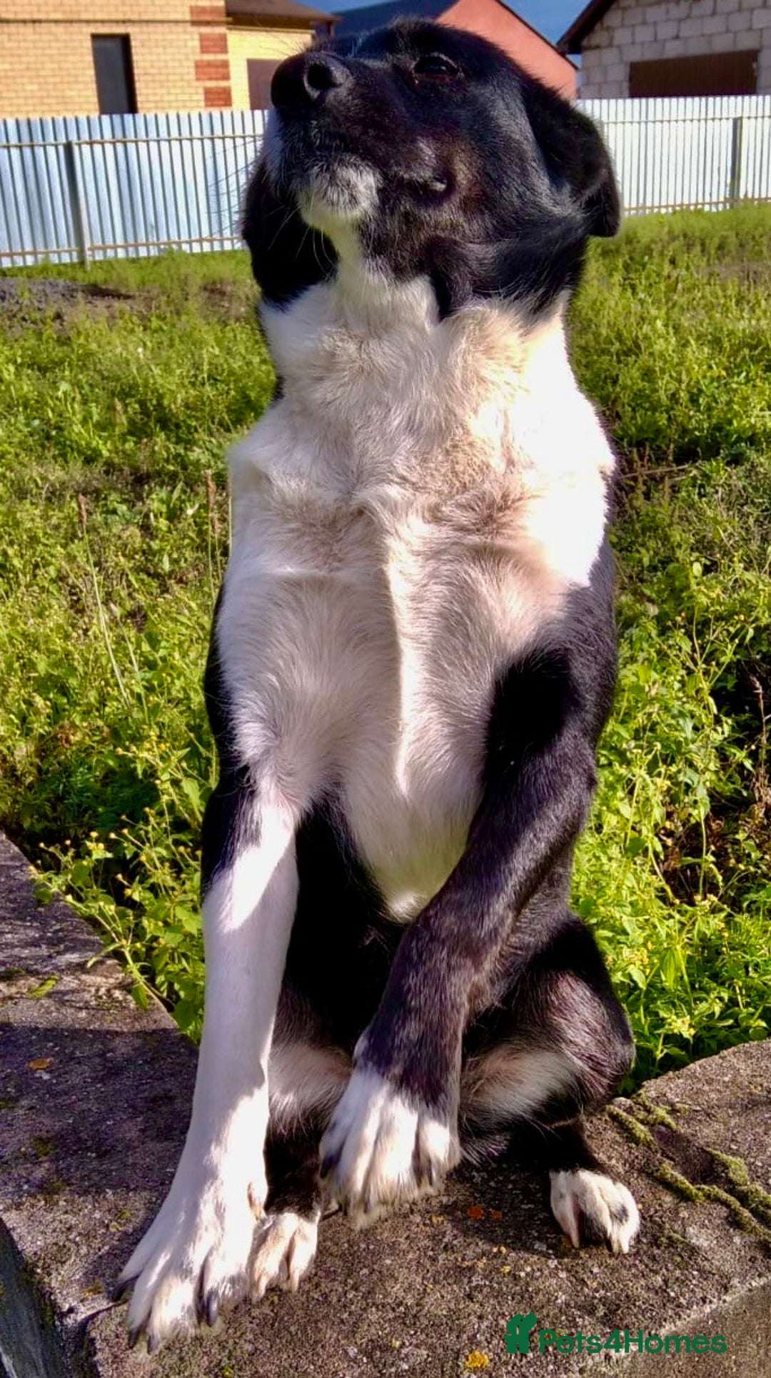 Border Collie dogs for adoption: Marta’s Story: Rescued Minutes Before Death - Image 2