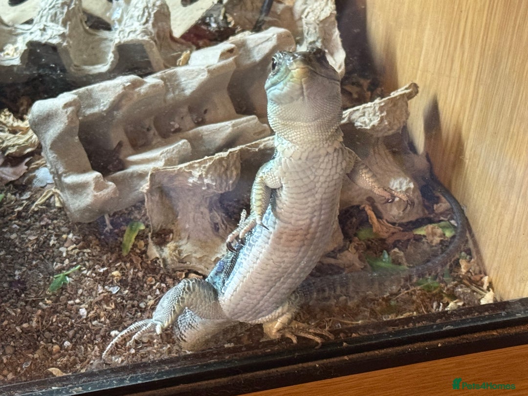 Lizard reptiles for sale: European eyed lizard/occelated lizard  - Advert 3